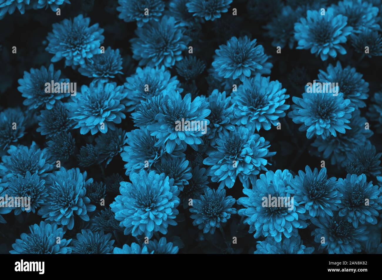 Blue chrysanthemum flowers background, top view, image toned Stock Photo