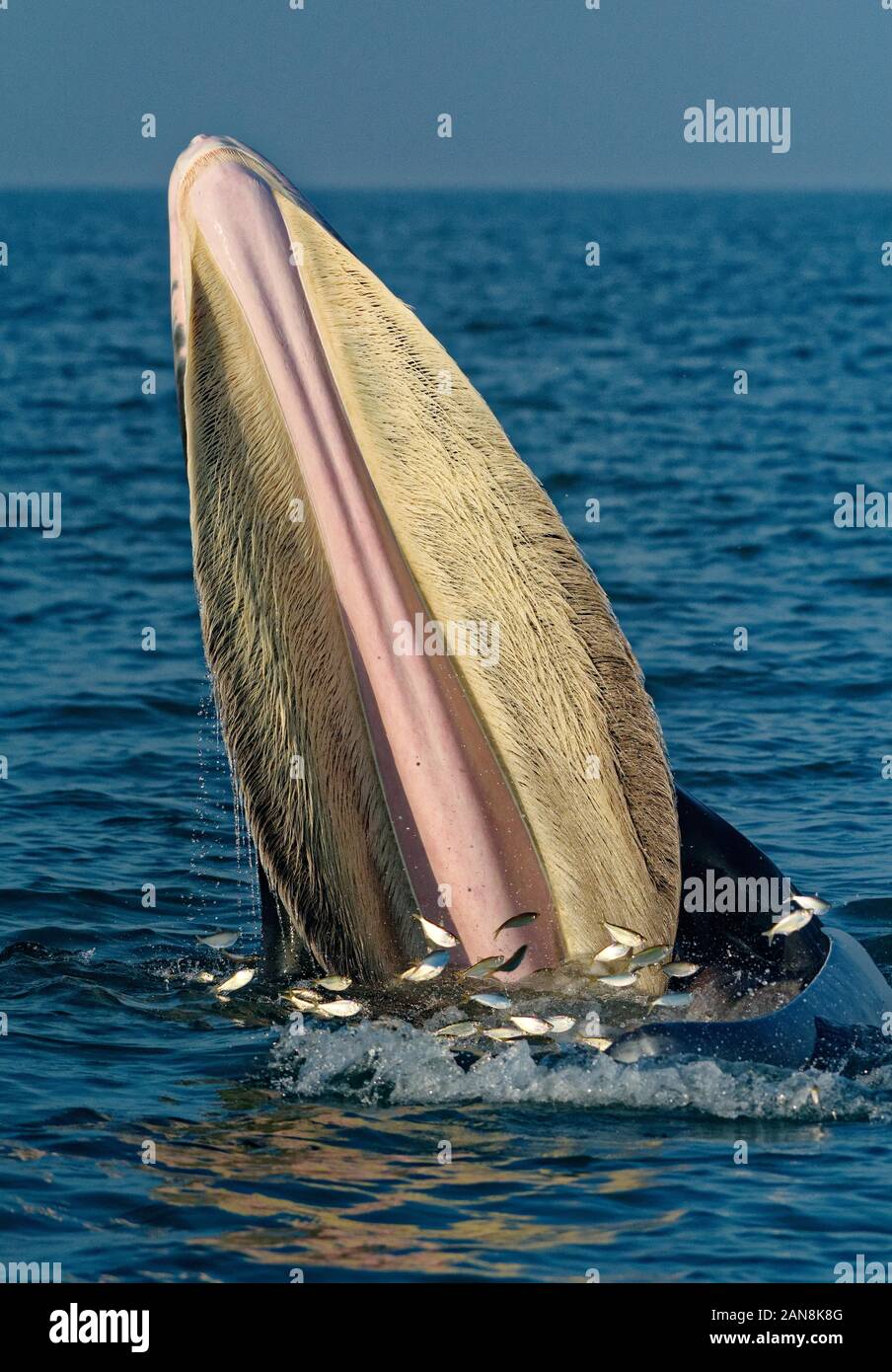 (200116) -- BEIHAI, Jan. 16, 2020 (Xinhua) -- Photo taken on Jan. 8, 2020 shows a Bryde's whale in waters off Weizhou Island in Beibu Gulf, south China's Guangxi Zhuang Autonomous Region. Researchers have captured underwater video of Bryde's whales for the first time in south China's Beibu Gulf.    Chen Mo, associate researcher of Guangxi Academy of Sciences and a member of the research team, said on Wednesday that the video is of great significance to the comprehensive understanding of the marine mammal's living habits, especially the study of its behavior.     Bryde's whale, mainly distribut Stock Photo