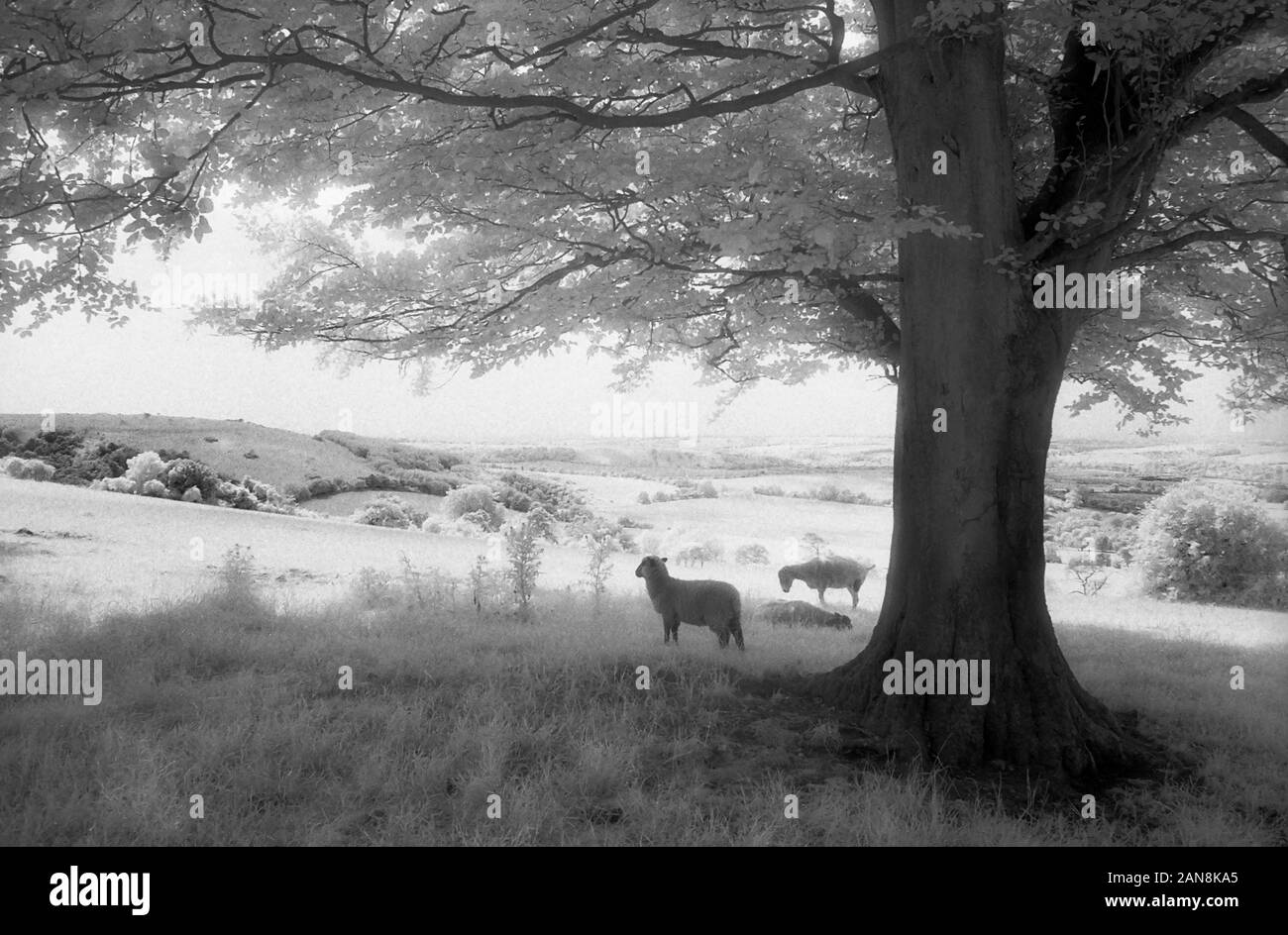 Sheep near Old Winchester Hill, Hampshire, England, UK.  Black and white infra-red filmstock, with its characteristic prominent grain structure, high-contrast and glowing bright foliage. Stock Photo