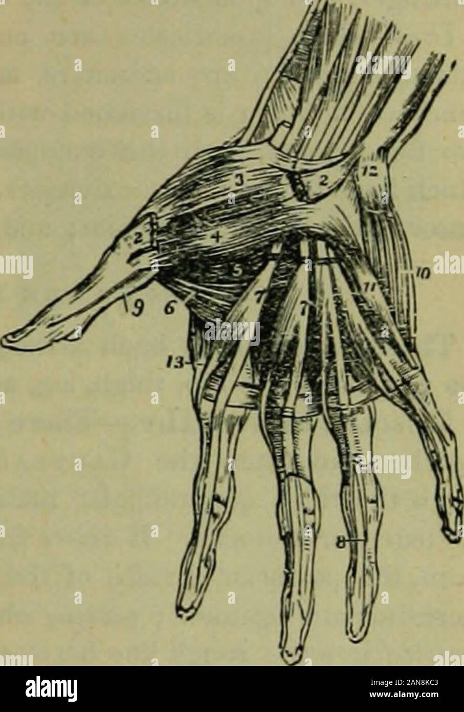 The hydropathic encyclopedia: a system of hydropathy and hygiene ...