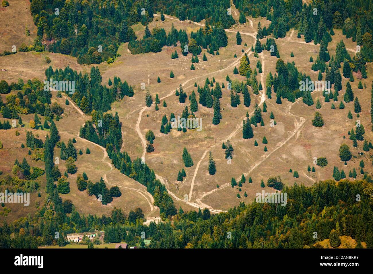 forest paths on the hills. aerial view Stock Photo