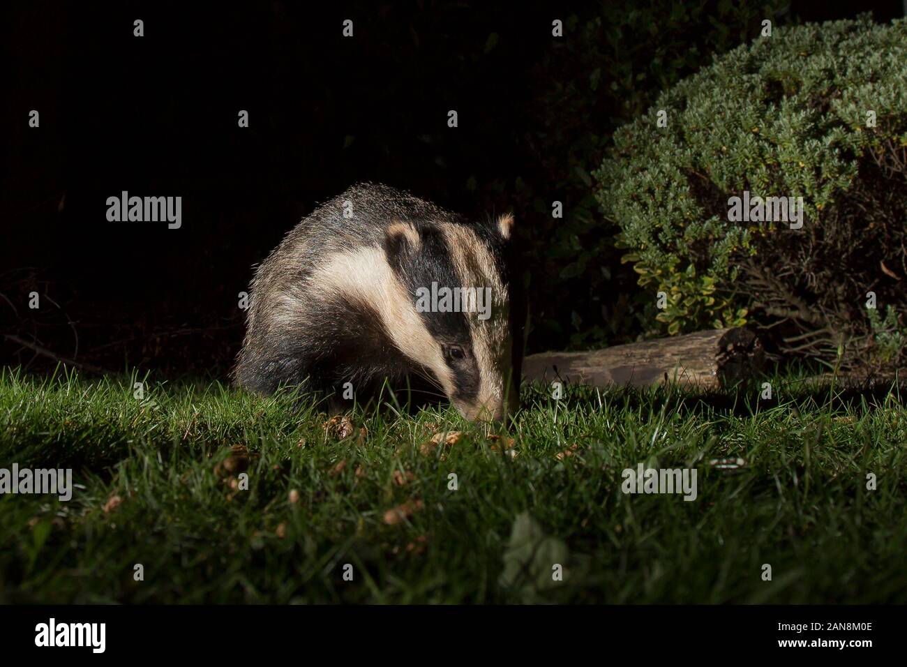 Low angle, front view close up of wild urban UK badger (Meles meles