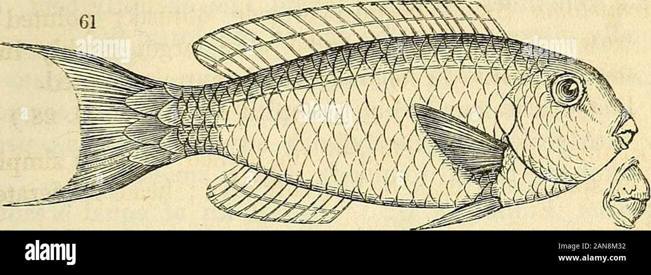 The natural history of fishes, amphibians, & reptiles, or monocardian animals . viridescens. Riipp. ii. fig. 2.caeruleo-punctatus. lb. 3. CH^TODONID-E. SCARING. 227 Chlorurus Sw. (Jig. 6l.) Head obtuse; forehead gib-bous; caudal fin lunate, with the two extremities at-tenuated; lateral line interrupted. C. gibbus. Riipp. Atl. pi. 20. fig. 2.. Sparisoma * Sw. General form of Petronason, but thescales are hexagonal, and (according to Bloch) thejaws are furnished with sharp incisive teeth andobtuse canines. S. Abildgardii. Bloch, pi. 259. OsTORYNCHUs Lttcep. Mouth and jaws considerablyelongated ; Stock Photo