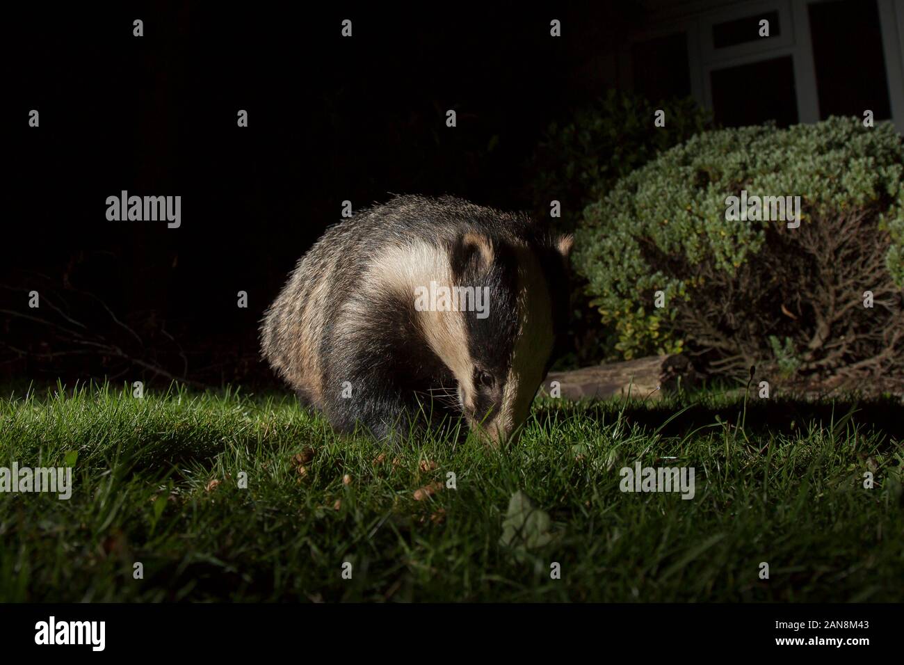 Low angle, front view close up of wild urban UK badger (Meles meles