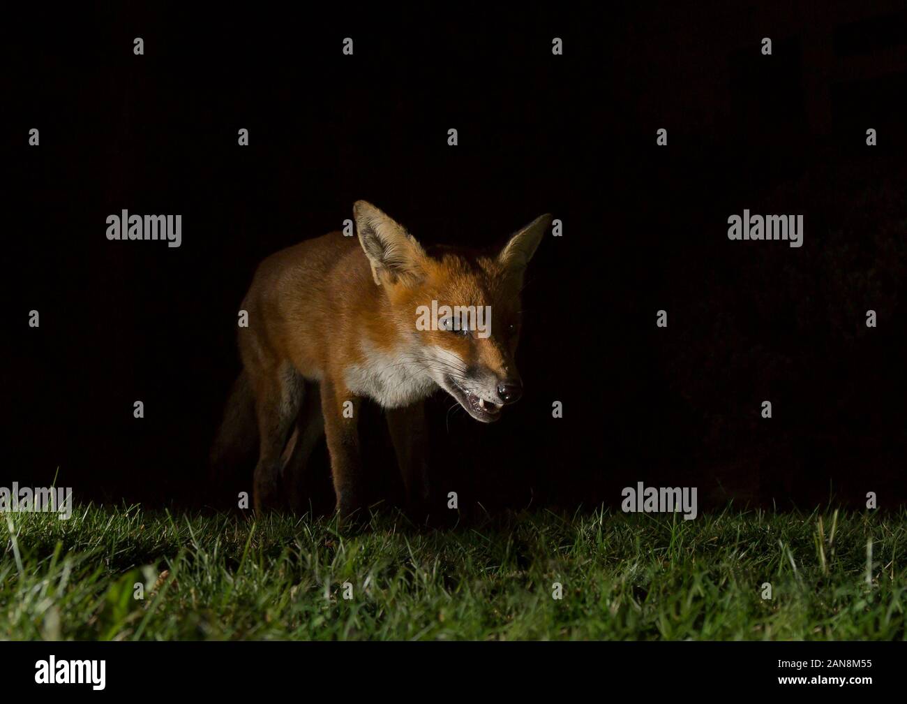 Close up front view of wild, hungry urban UK red fox (Vulpes vulpes) isolated in the dark, foraging for food in UK garden at night, lit by spotlight. Stock Photo