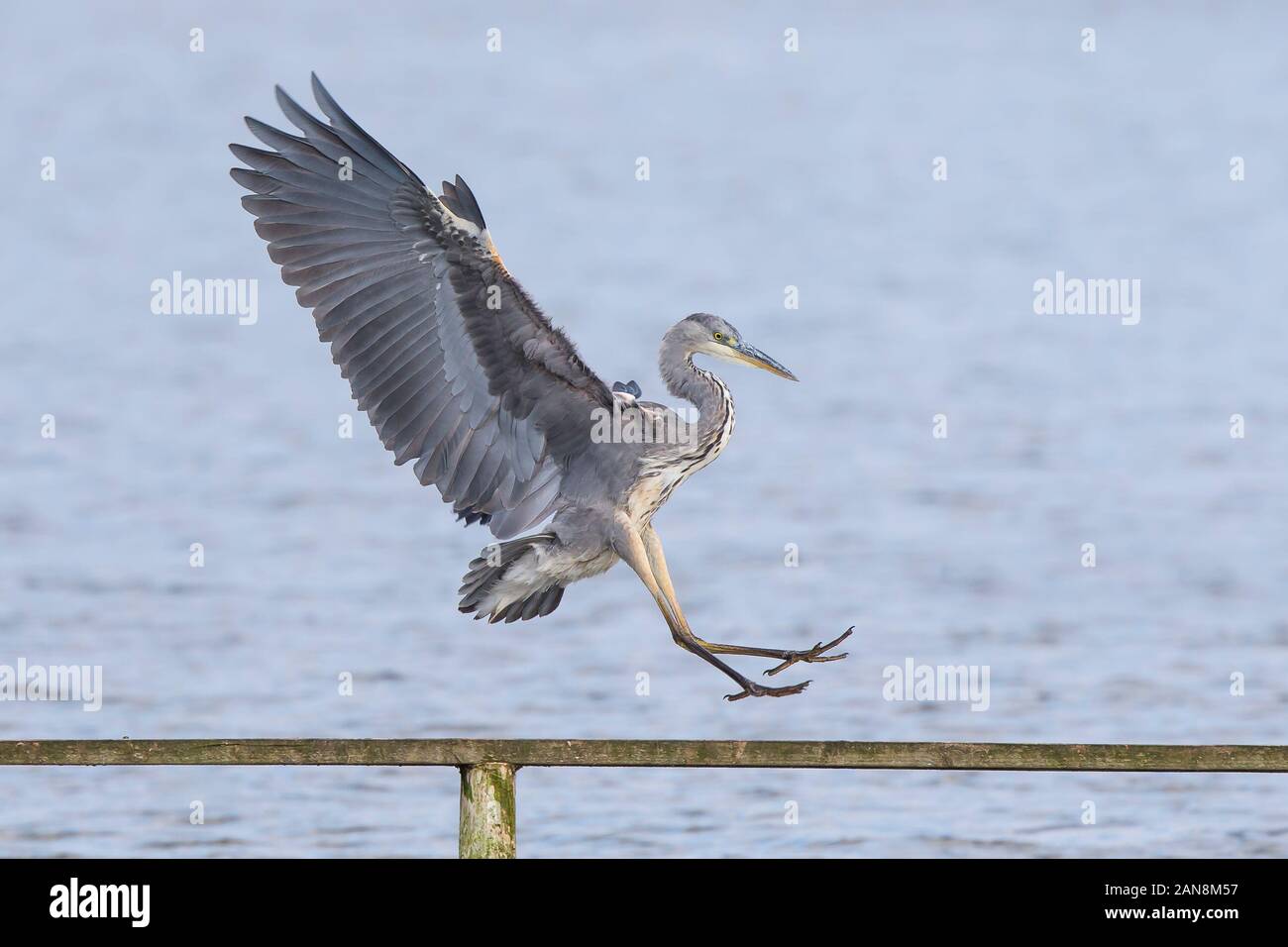 Amazing wild grey heron bird (Ardea cinerea) isolated over water, coming in to land on post. UK heron making spectacular landing. Stock Photo