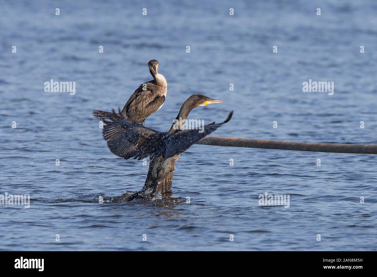 Wild UK cormorants (Phalacrocorax carbo) isolated outdoors in summer sunshine, wetlands reserve. Cormorant flying out of water dive. Amazing UK birds. Stock Photo