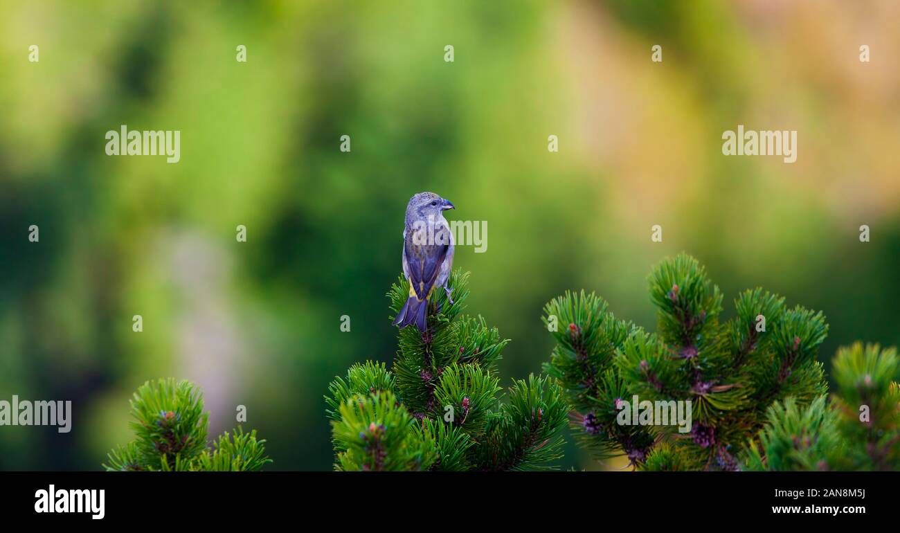 scissor beak bird in nature Stock Photo Alamy