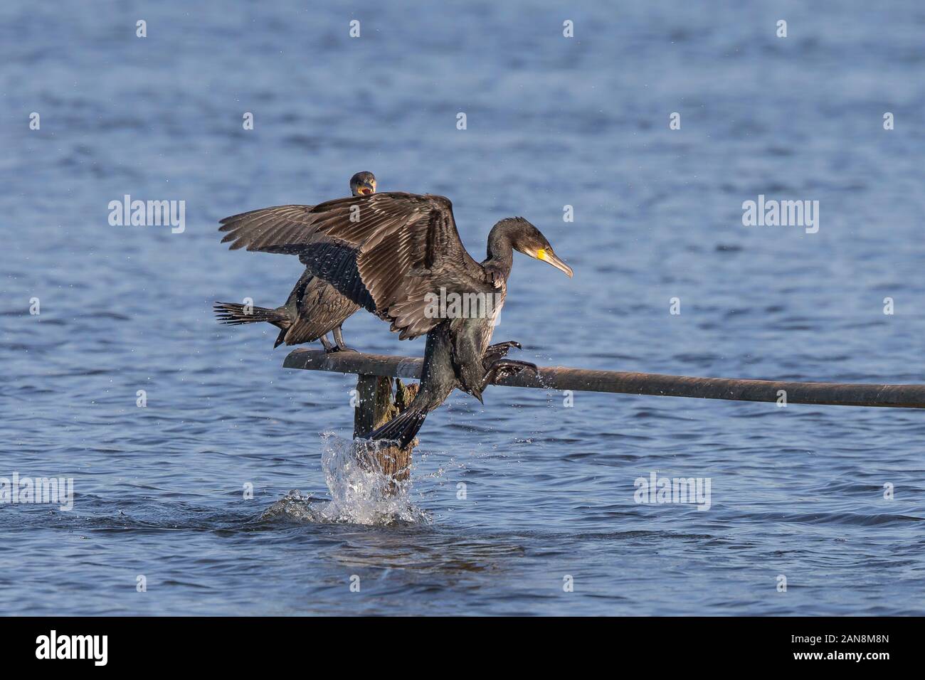 Wild UK cormorants (Phalacrocorax carbo) isolated outdoors in summer sunshine, wetlands reserve. Cormorant flying out of water dive. Amazing UK birds. Stock Photo
