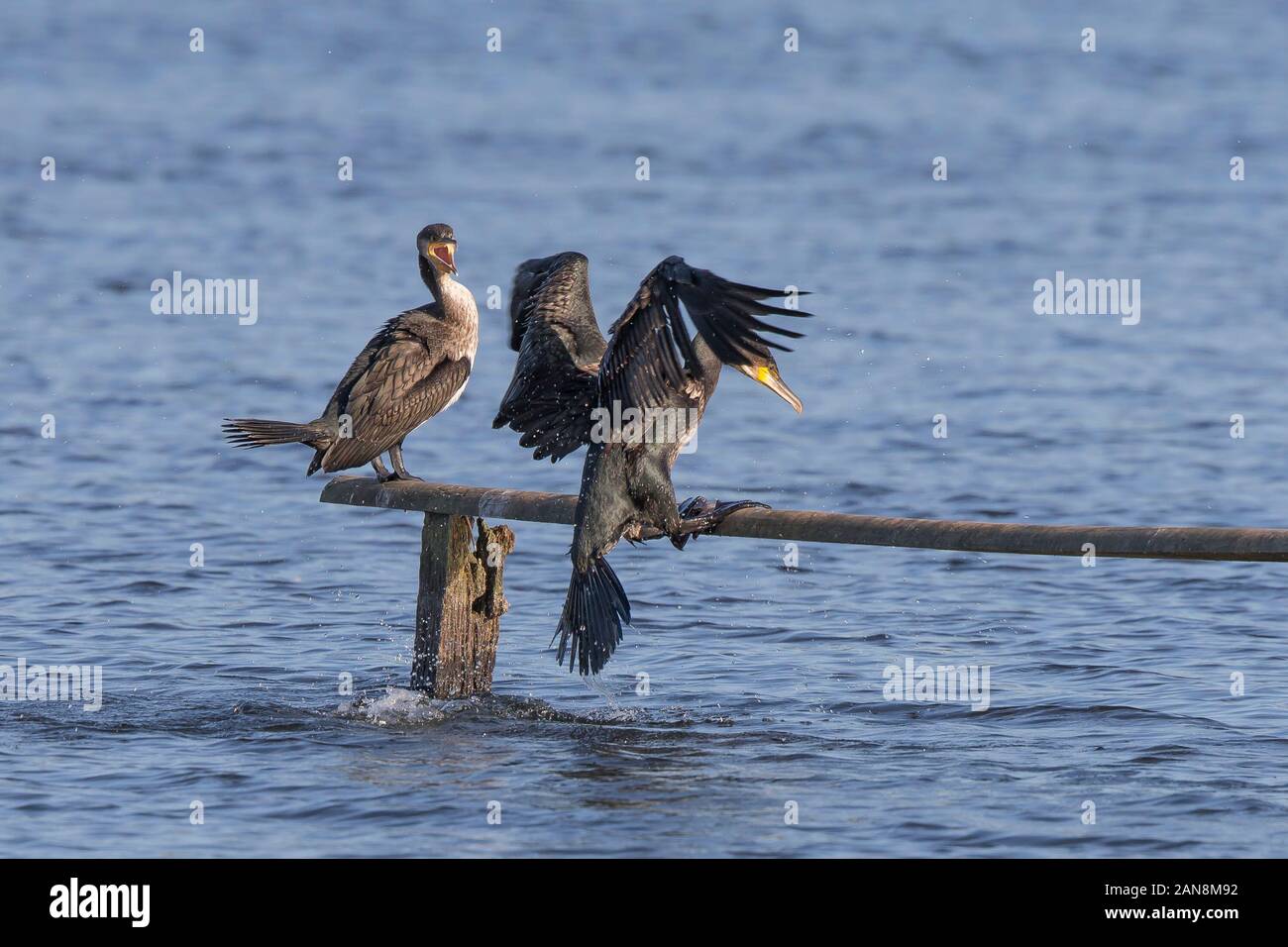 Wild UK cormorants (Phalacrocorax carbo) isolated outdoors in summer sunshine, wetlands reserve. Cormorant flying out of water dive. Amazing UK birds. Stock Photo