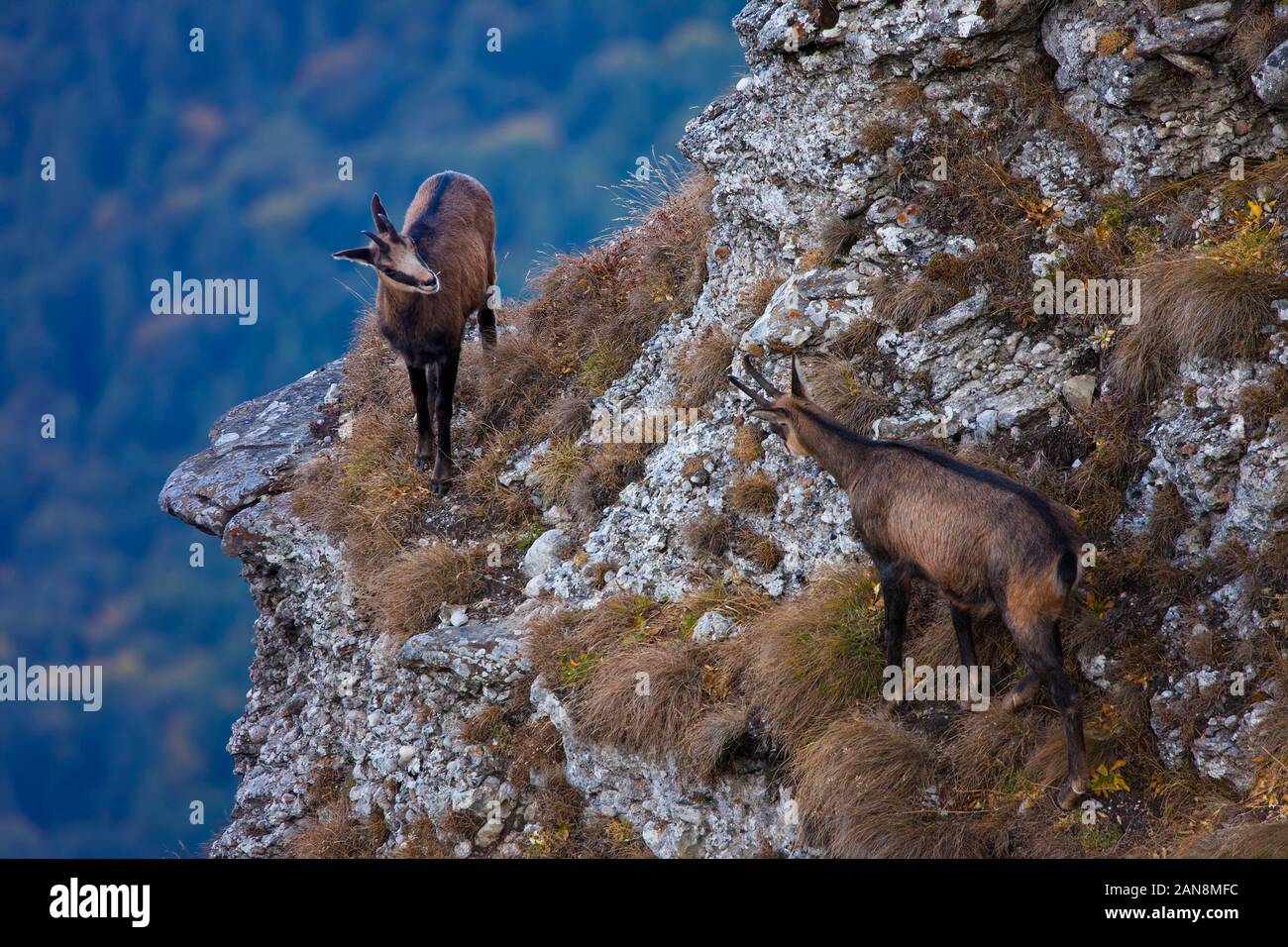 small chamois goat looking at mother in nature Stock Photo