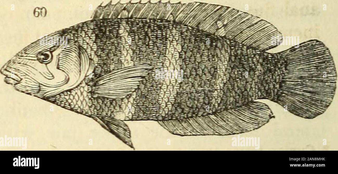 The natural history of fishes, amphibians, & reptiles, or monocardian animals . P, psittacus. Rupp. pi. 20. 1.RUppellii. lb. pi. 21. 1.bicolor. lb. pi. 21. 3.longicauda. lb. pi. 21. 2.viridis. Bl. pi. 222. Eryclithys Sw.{fig. 60. )NcstrHs cir-rated; cau-dal roundedor truncate:representingCalliodon ? E. croicensis. Bl. pi. 221. quinque-fasciatus. Benn Cey. pi. 23. (/^.60.) flammiceps. Bennett. Ceylon Fish. pi. 24.niger. Rupp. Atl.ii. pi. 8. 1.coUana. lb. fig. 2.jmlchellus. lb. fig. 3.. viridescens. Riipp. ii. fig. 2.caeruleo-punctatus. lb. 3. CH^TODONID-E. SCARING. 227 Chlorurus Sw. (Jig. 6l.) Stock Photo