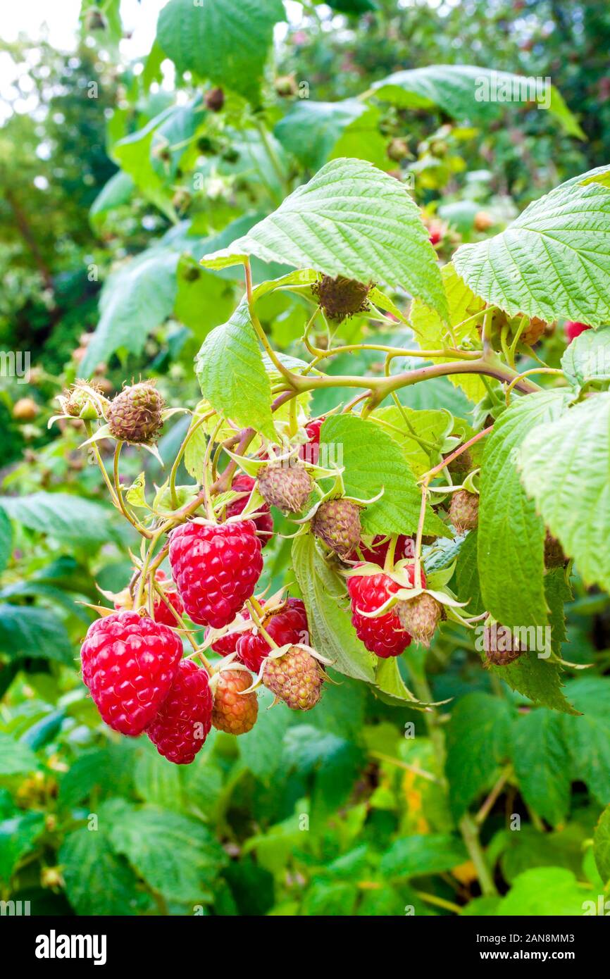 Red raspberries growing on a branch Stock Photo Alamy
