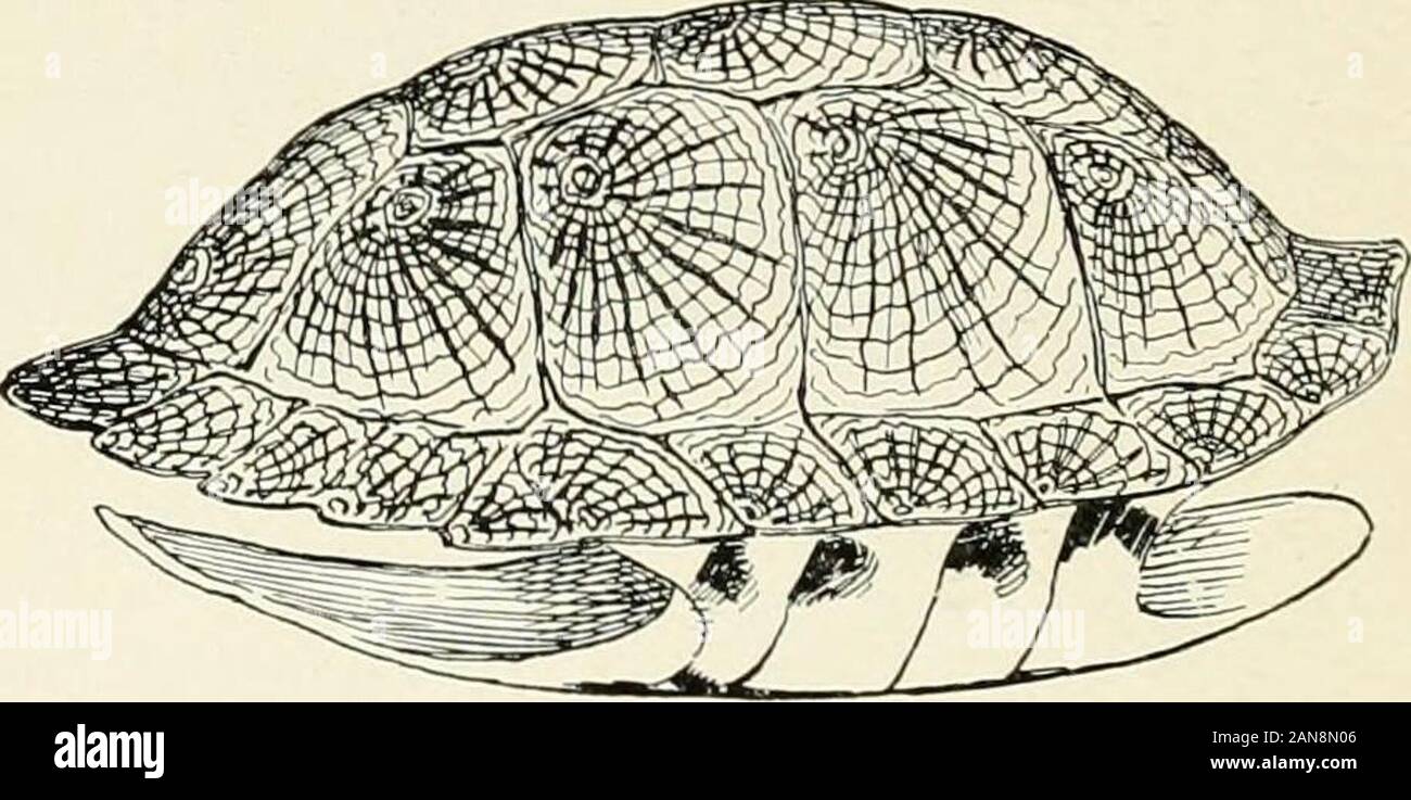 The turtles, snakes, frogs and other reptiles and amphibians of New ...