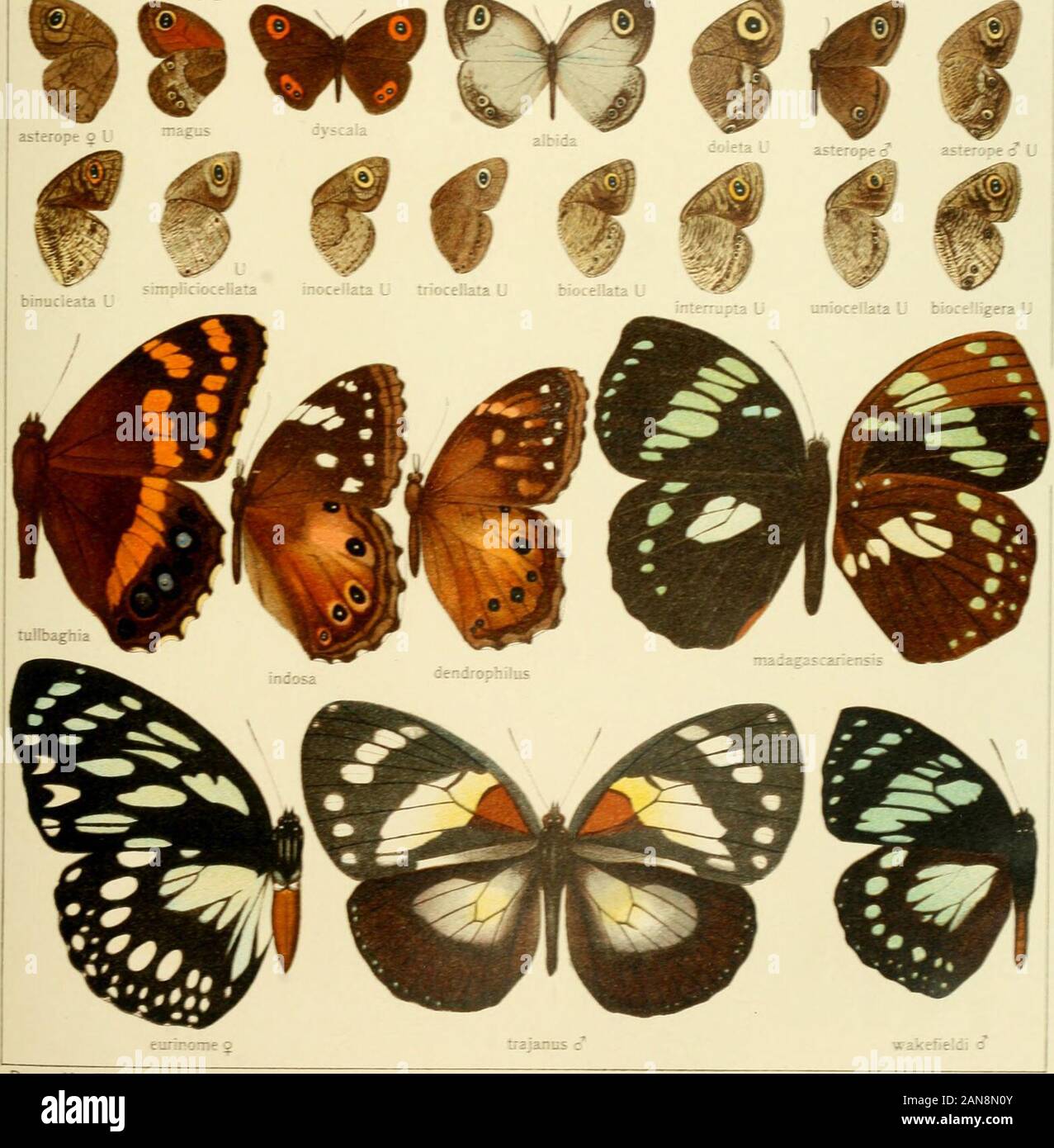 Die Gross-Schmetterlinge der Erde : eine systematische Bearbeitung der bis jetzt bekannten Gross-Schmetterlinge . asterope g l magus *MtÜ«€ itO^tlLLtld. Pars 11 Fauna africana 1 XIII CHARAXES Stock Photo