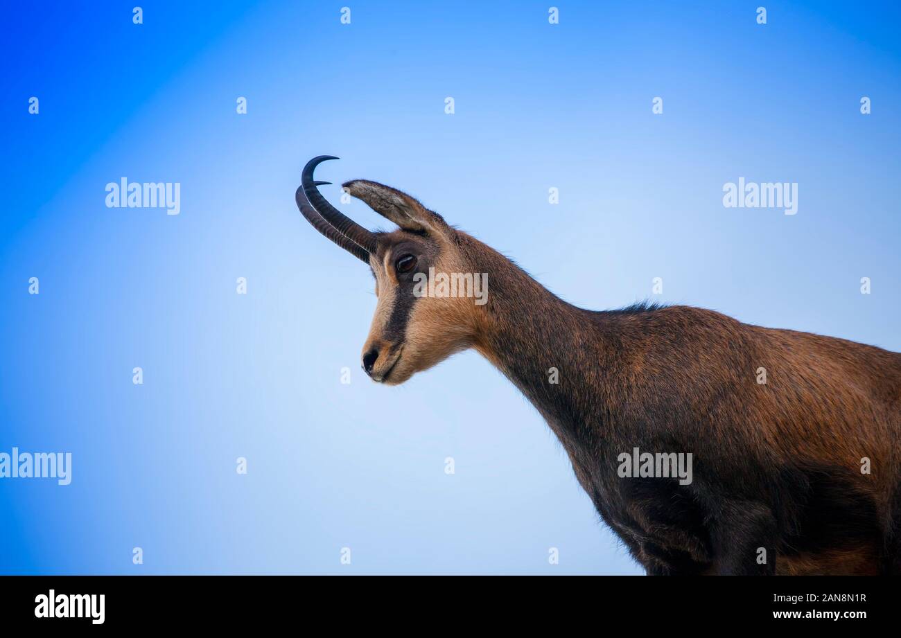 wildlife chamois goat on clear blue sky Stock Photo