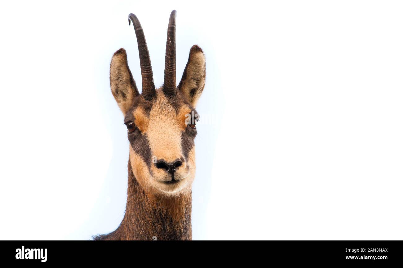 Goat looking at the camera Cut Out Stock Images &