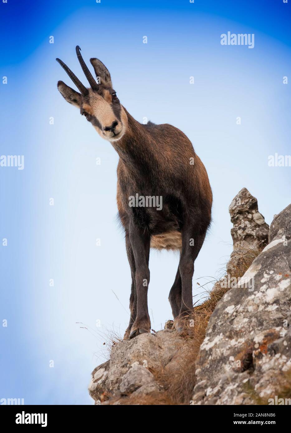 wild chamois goats on mountain rock Stock Photo
