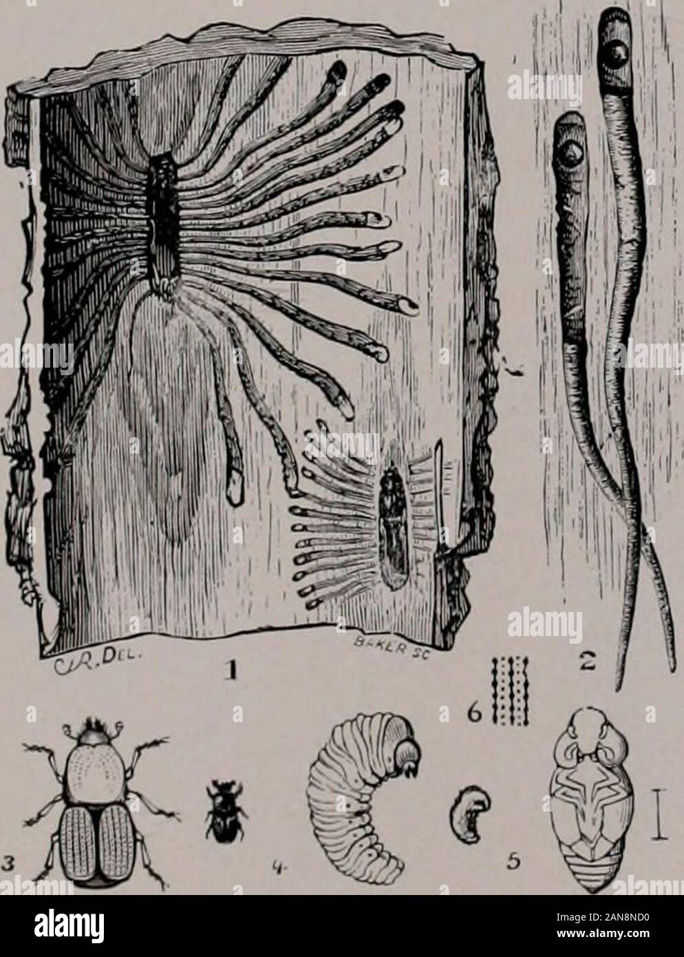 Bulletin . Plate XXVI Fig. 1. Larva of Eyed Elater, Alaus oculatus. Fig. 2. Beetle of same. (After Harris, Ins. Iiij. Veg.) Fig. 3. Clerid beetle, Clerus quadriguttatus. Enlarged. (After Felt,Mem. N. Y. State Mus.) Fig. 4. Larva of Eyed Elater, Alaus oculatus, oblique view, to showapex of abdomen. Fig. 5. Flat-headed Apple-tree borer, ClirysohotJiris femorata: a,larva; h, beetle; c, head of male beetle; d, ventral view ofpupa. (Chittenden, Cire. Bur. Ent. U. S. Dept. Agr.) Fig. 6. Clerid beetle, Chariessa pilosa (enlarged), with antenna of fe-male. (After Felt, Mem. N. Y. State Mus.) Fig. 7. R Stock Photo