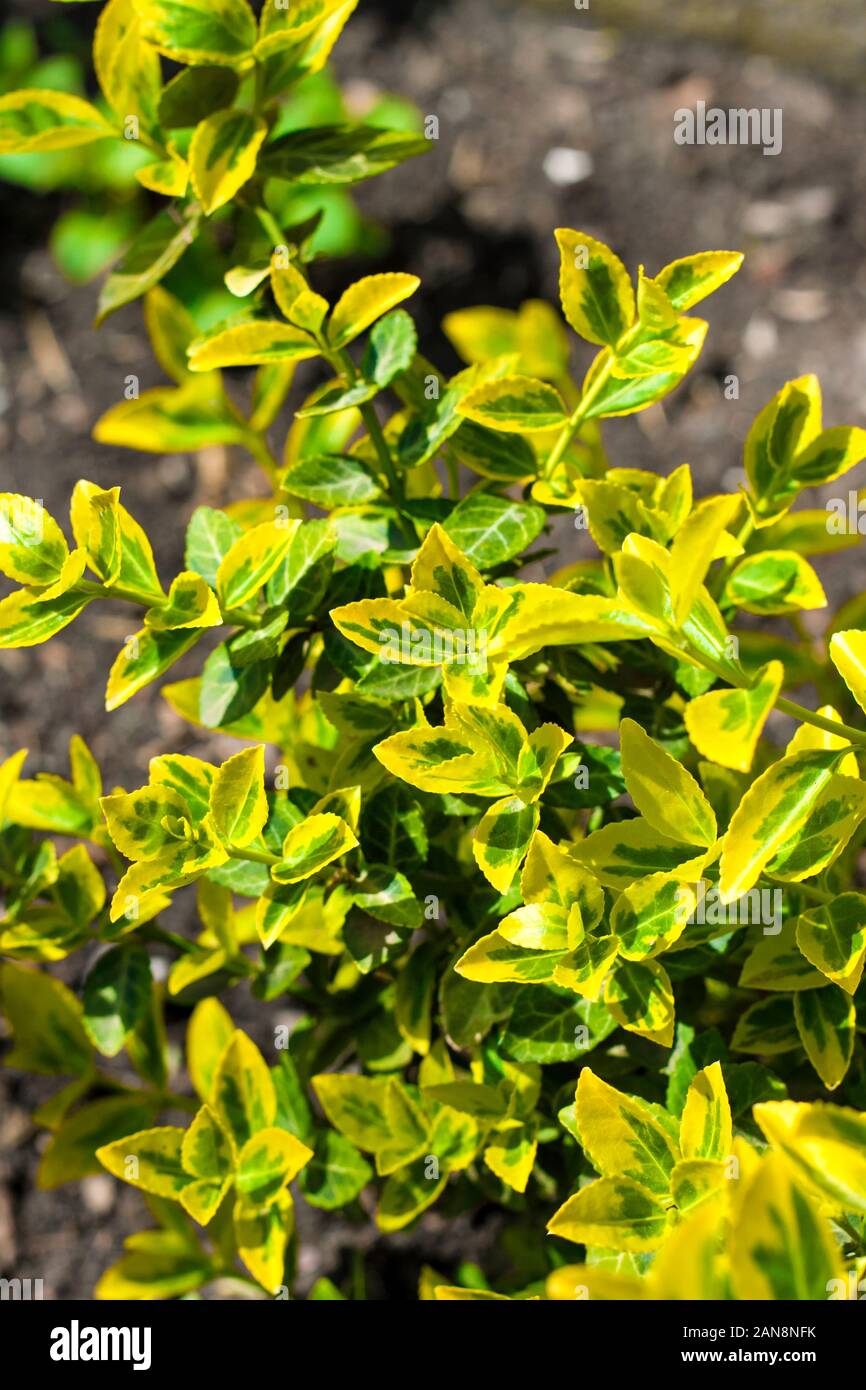 Branch of Euonymus fortunei (common names spindle or Fortune's spindle, winter creeper or wintercreeper), variegated cultivar 'Emerald 'n' Gold' close Stock Photo