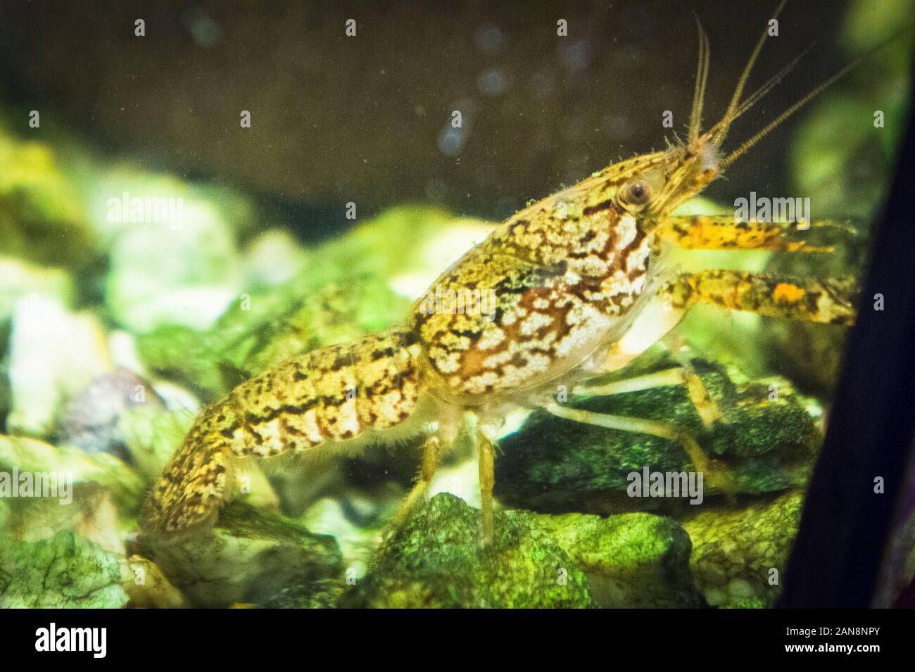 Marbled Crayfish, Deceitful Crayfish, Procambarus virginalis (Procambarus fallax f. virginalis), aquarium, Czech Republic, October 8, 2011. (CTK Photo Stock Photo