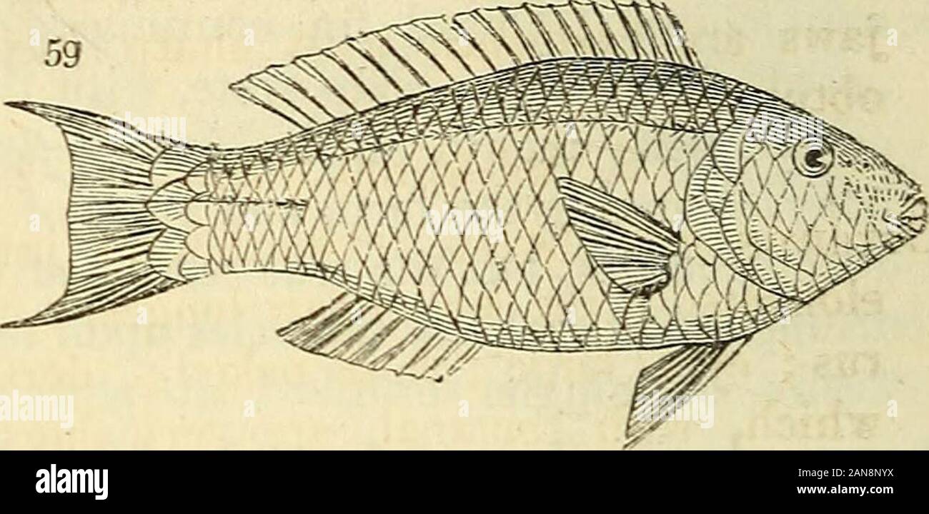 The natural history of fishes, amphibians, & reptiles, or monocardian animals . 226 CLASSIFICATION OF FISHES,, ETC. Leptoscarus Sw. Elongated^ fusiform ; head length-ened ; muzzle obtuse; scales sub-triangular; pectorals-smallj rounded ; caudal lunate. L. Vargiensis. Qiioy and Gaim. p. 288. Hemistoma Sw. Ovate ; muzzle obtusely pointed ;crown not elevated ; caudal very large, doubly lu-nated ; pectoral (^fig. 57. g) and ventrals pointed.H. reticulata Sw. (Scarus pepo. Benn. Ceylon, pi. 28.) Petronasox Sw. Ovate ; the dorsal fin with simpleor spiny, and branched or soft rays; head moderate, Pet Stock Photo