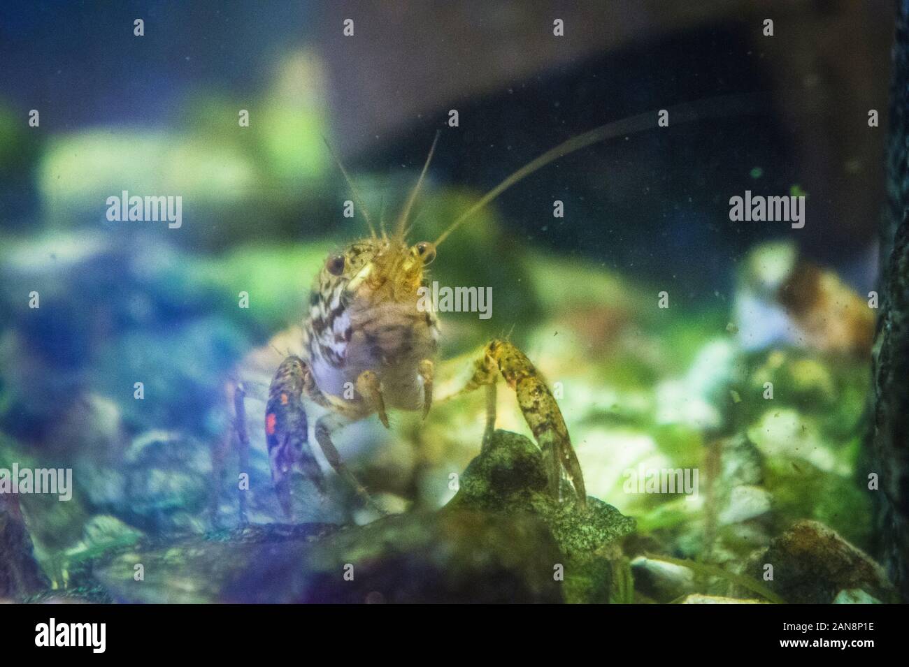 Marbled Crayfish, Deceitful Crayfish, Procambarus virginalis (Procambarus fallax f. virginalis), aquarium, Czech Republic, October 8, 2011. (CTK Photo Stock Photo