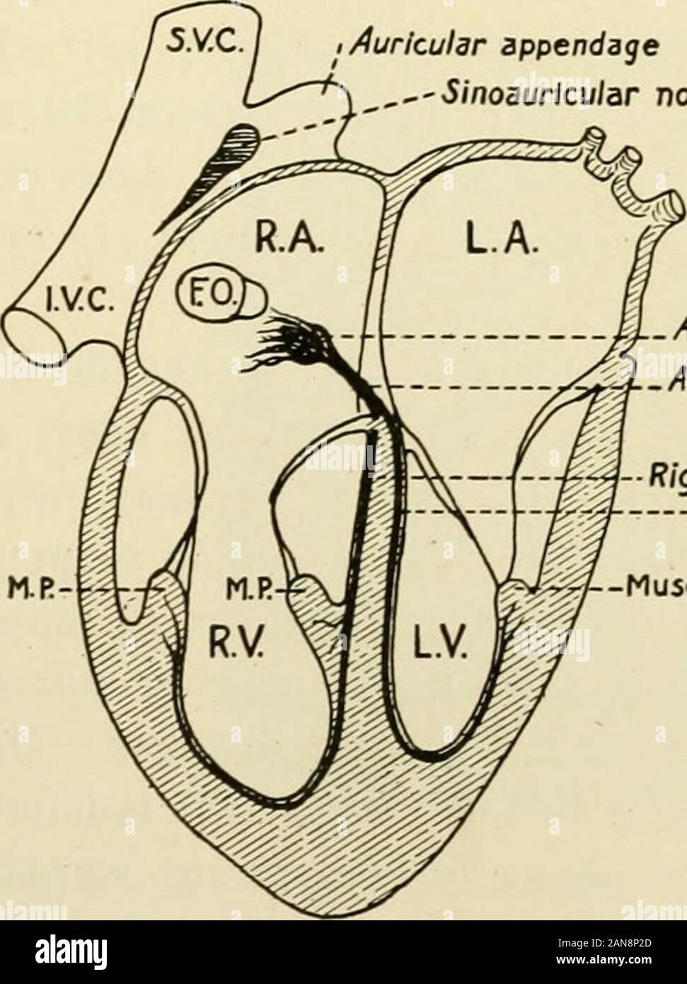 Physiology and biochemistry in modern medicine . Fig. 52.—Diagram of an auricle showing the arrangement of the muscle bands; the concen-tration point (C.P.); and the outline of the S.A. node (S.A.N.). The diagram is to scale, andillustrates by the circles and connecting dotted lines the method of leading off by paired contactsand the subsequent orientation. (From Thomas Lewis.) i Auricular appendage--5/noaurfcu/ar node. Auriculoventricular nodeAurlculoventricular bundle Rights left ventricularbundles Musculi papillares Fig. 53.—Diagram to show the general ramifications of the conducting tissue Stock Photo