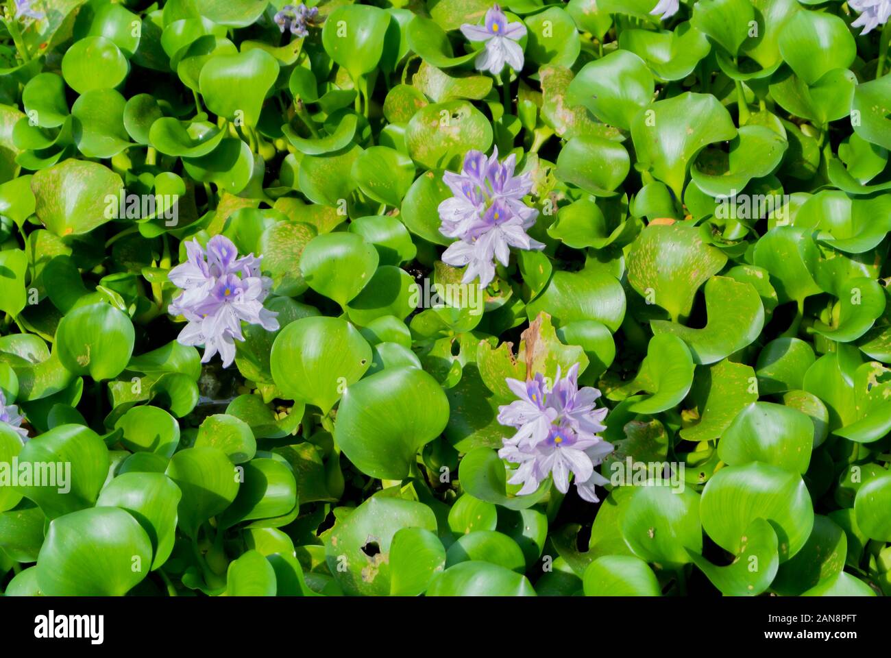 Eichhornia crassipes, common water hyacinth,invasive specie, kumarakom, kerala, South India Stock Photo