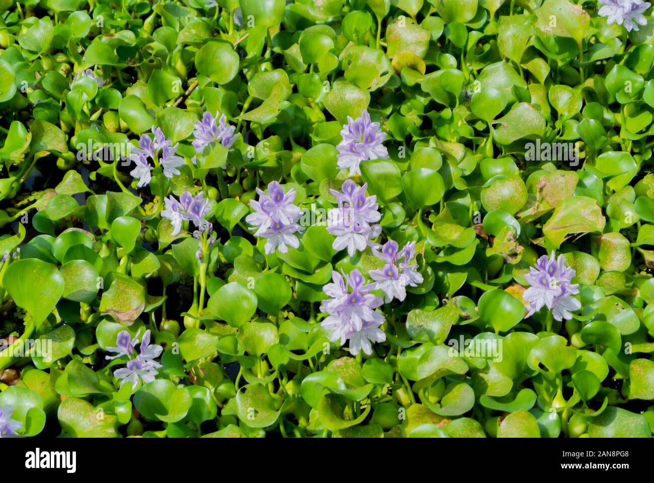 Eichhornia crassipes, common water hyacinth,invasive specie, kumarakom, kerala, South India Stock Photo