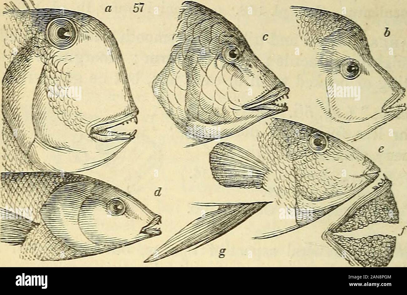 The natural history of fishes, amphibians, & reptiles, or monocardian animals . e lower of which is the largest; dorsal finslightly emarginate. D. vulgaris. Bloch, pi. 268. Nemipterus Sw. Jaws equal; dorsal fin broad, ex-tending the whole length of the back, of equal rays,excepting the first, which is prolonged into a fila-ment; caudal forked j another filament terminatesthe exterior upper ray ; ventral fin long and pointed. N. filamentosus. Cuv. pi. 155. Oblata Cuv. General aspect of Sparus, but the mouthopens rather obliquely, and the lower jaw is longest. O. melanura. Cuv. pi. 162. bis. Asp Stock Photo