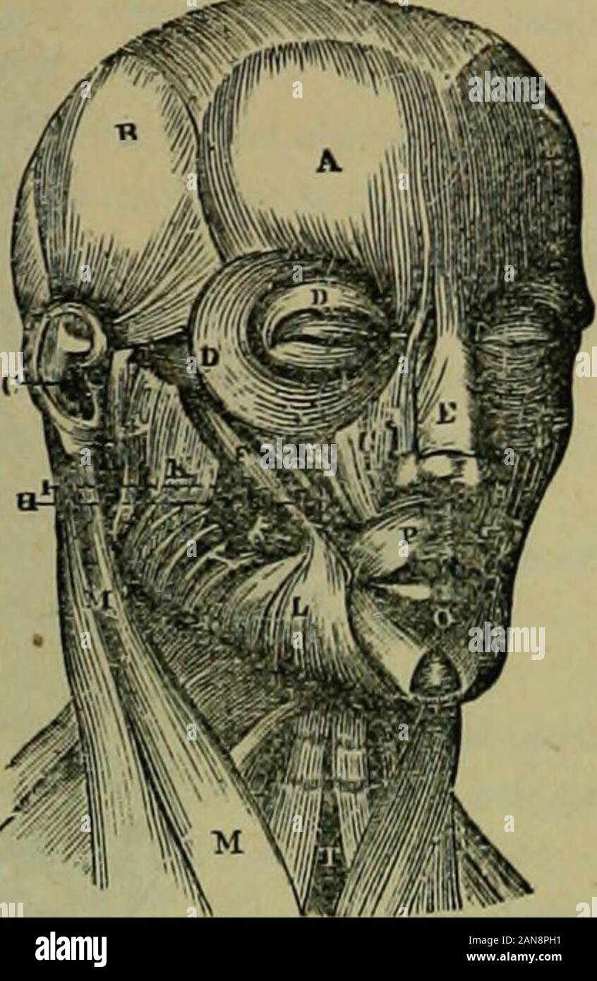 The hydropathic encyclopedia: a system of hydropathy and hygiene .. . ransverse processes ofthe fourth and fifth, and passing downthe neck, to be inserted into the bo-dies of the three lower cervical andIhree upper dorsal vertebras. Uses.—The rectus major and mi-nor preserve the equilibrium of thehead upon the atlas ; and when act-ing with the longus colli, flex androtate the head and vertebras of theneck. The scaleni flex the vertebralcolumn, and assist in elevating theribs in inspiration. The Laryngeal Group will bedescribed with the anatomy of thelarynx. In Fig. 48 the mo prominent muscles Stock Photo