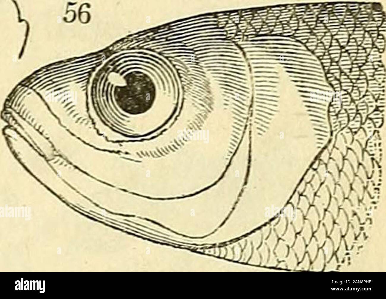 The natural history of fishes, amphibians, & reptiles, or monocardian animals . 5.b.) General formand fins of Sargus; but the jaws area Httle produced; the front teethshaped like those of Sargus, are placed on theanterior extremities of the jaws, and point forwards ;those on the sides very minute. C. fasciata Siv. Cuv. pi. 144. Pagellus Cuv. Body more lengthened and fusiformthan in Pagrus ; the head more pointed; anteriorcanines crowded, conic, and slender; pectorals rather lengthened. P. erythrinus. Bl. pi. 274. LitJwgnathus ^v:. Body fusiform; head lengthened;mouth terminal , very small; the Stock Photo