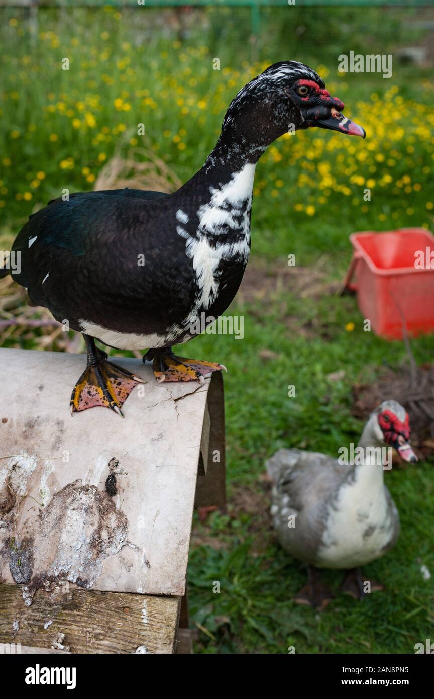 Free range Muscovy Ducks outdoors on a farm Stock Photo Alamy