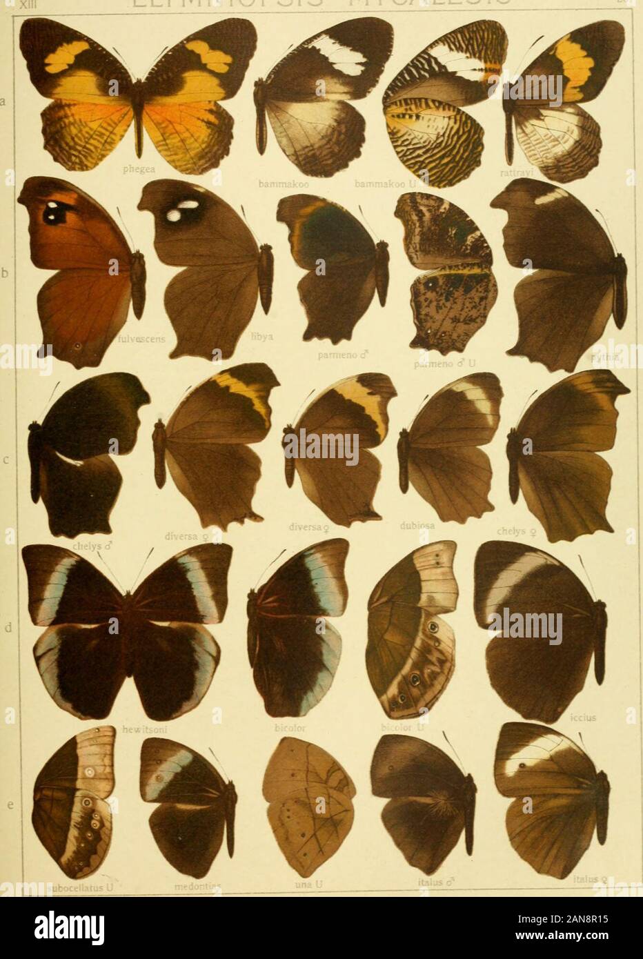 Die Gross-Schmetterlinge der Erde : eine systematische Bearbeitung der bis jetzt bekannten Gross-Schmetterlinge . albimacula lohengula mitra desjardinsi Pars 11. Fauna africana 1. ELYIVINIOPSIS - iviiOiHi.£SIS 26. Pars II. fauna af^^^» IVIYCALESIS Stock Photo