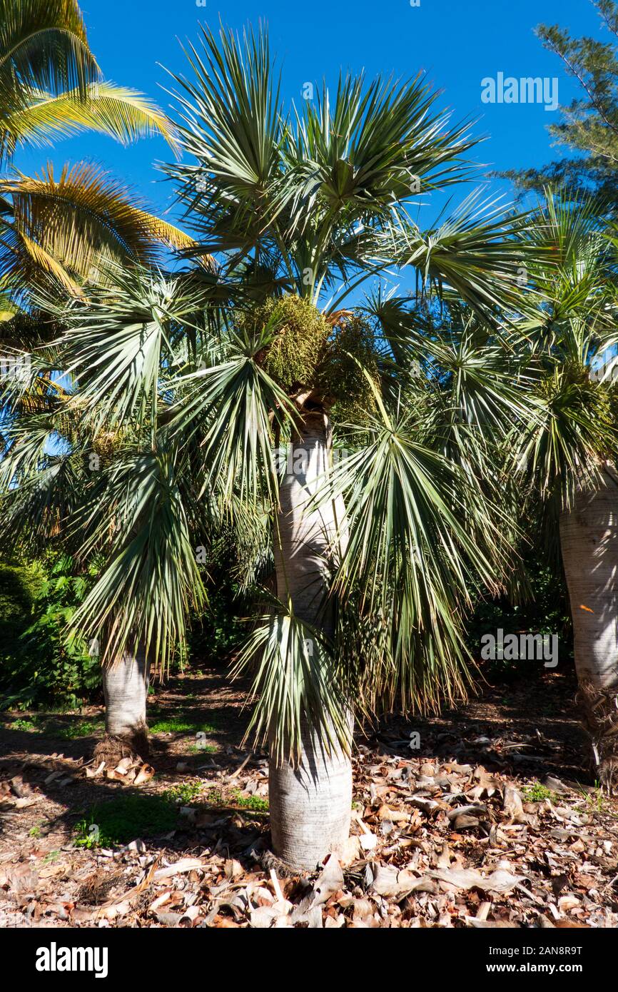 View on Dominican palm tree in the park - Coccothrinax Spissa Stock Photo