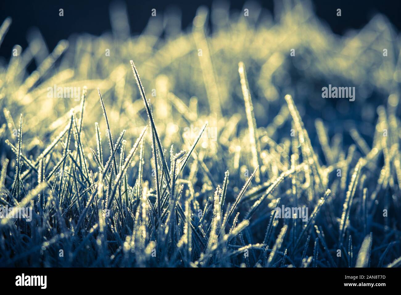 Frozen grass field, winter morning sunlight cross processed effect Stock Photo