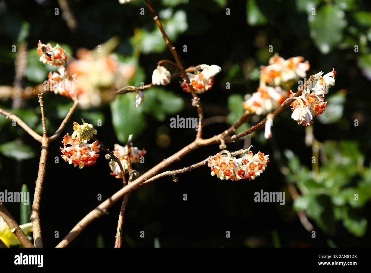 Edgeworthia chrysantha 'Red Dragon', Bodnant Gardens, Tal-y-Cafn, Conwy, Wales, UK Stock Photo