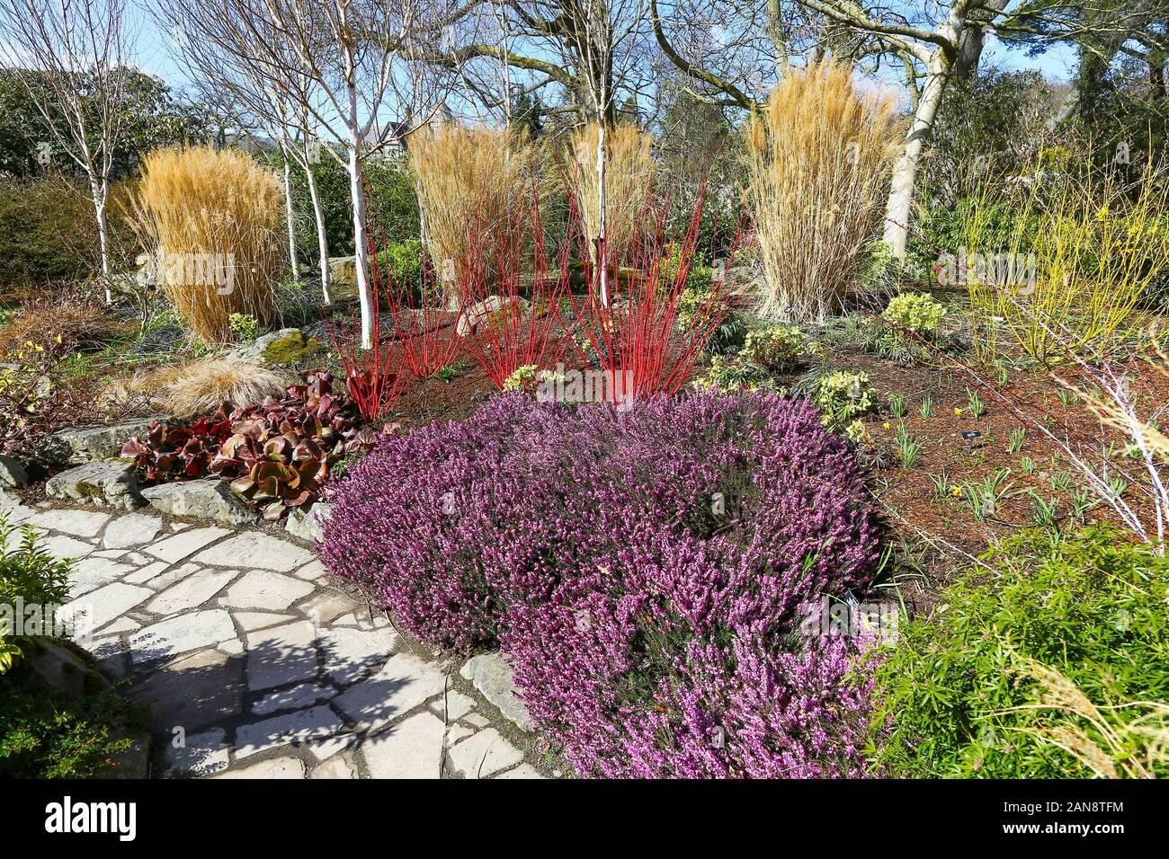 Heathers and ornamental grasses in the winter garden, Bodnant Gardens, Tal-y-Cafn, Conwy, Wales, UK Stock Photo