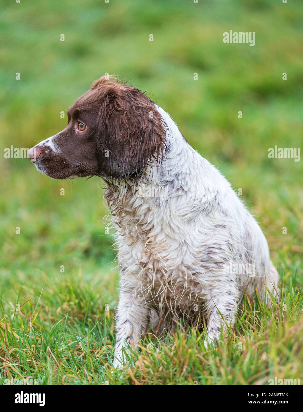 A young, 18 month old, English Springer Spaniel during a field training class Stock Photo
