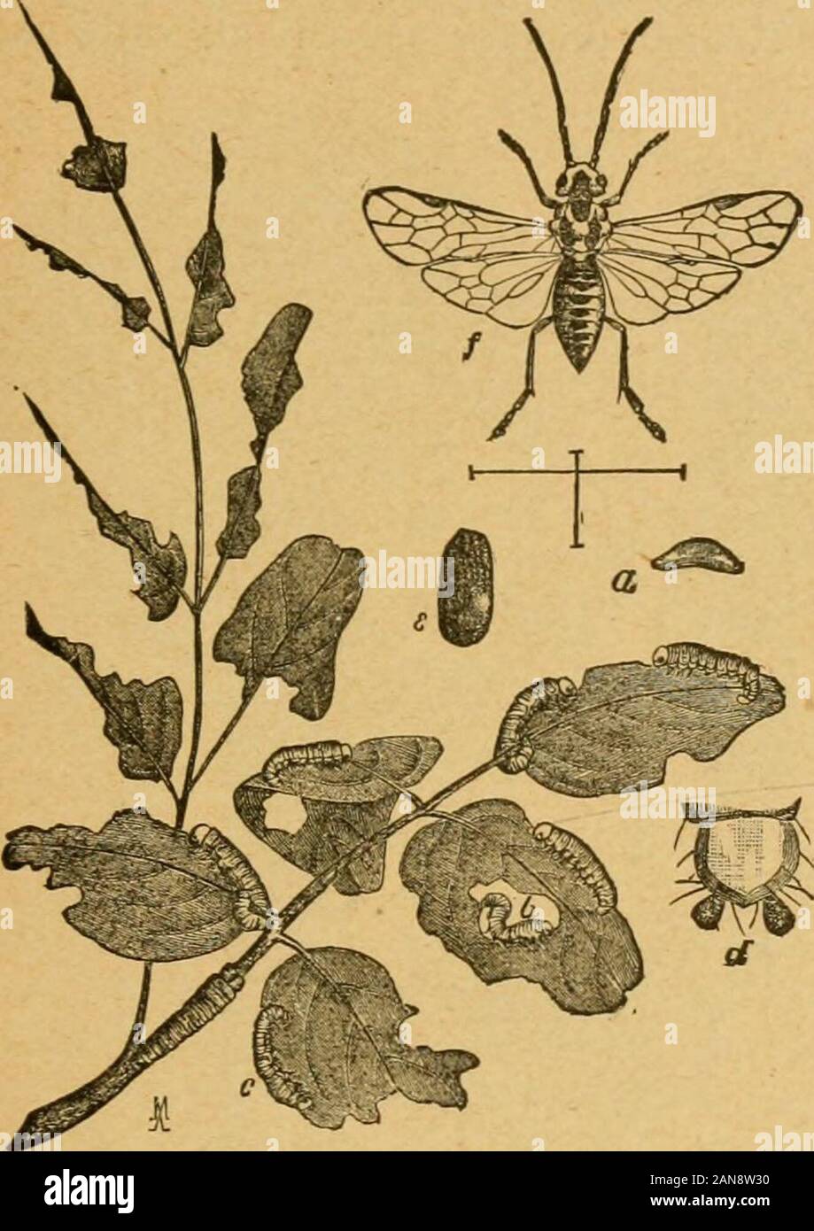 A preliminary introduction to the study of entomologyTogether with a chapter on remedies, or methods that can be used in fighting injurious insects; insect enemies of the apple tree and its fruit, and the insect enemies of small grains . Fio. 181).—The Larse Willow Saw-fly (Cimbex americana): a, willow leaves showing egK-blisters from above and below; b, twiff showinj? girdliugs; c, egg; d, newly hatched larva;e, e, full-grown larvie; /; cocoon; g, cocoon cut open, with pupa; b, pupa, side view; ;,male fly; J, saw of female detached, side view; k, tip of do.; c, d, j, k, enlarged, the restnatu Stock Photo