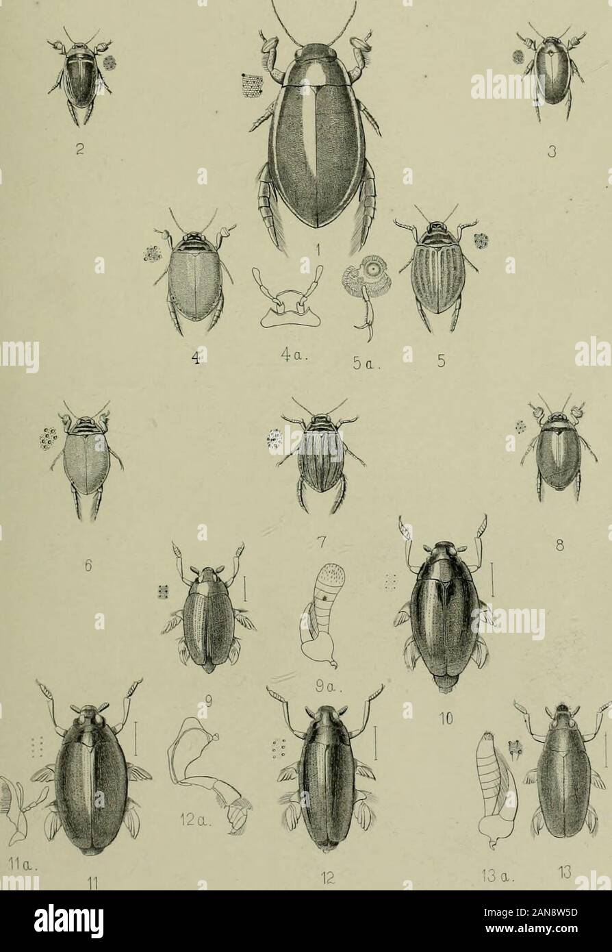 The Coleoptera of the British islandsA descriptive account of the families, genera, and species indigenous to Great Britain and Ireland, with notes as to localities, habitats, etc . ?13 a. 13 THE :AHB«ID6E SCItminC INSIBUMMT CCMPAftr-. L.REEVt S.CQ. LONDON PLATE XXXII. Fig. 1. Hydrophilus piceus, L. 2. Hytlrocharis caraboiiles, L, 3. Hytlrobius fuscipes, L. 4. „ „ var. 5. „ oblongus, Hcrhft. 6. Philhydrus testaceus, F. 7. „ maritimus, Thoms. 8. „ nigricans, Zett. 9. ,, coarctatus, GretU. 10. Cymbiodyta ovalis, Tho7n!&gt;. 11. Euocbrus bicolor, G^ll. 12. Anacaena globulus, Pai/I.-. 13. „ bipust Stock Photo