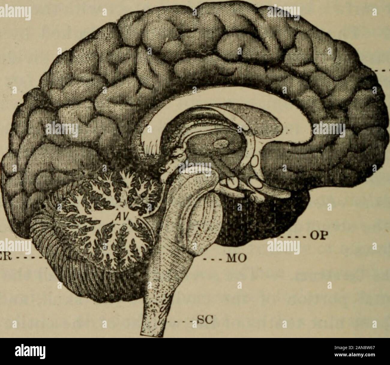 An academic physiology and hygiene .. . tire brain.It consists of two hemispheres, the right and the left, andis composed of a thick layer of gray matter surroundingwhite, fibrous nerve-substance. The surface of the brain(the gray matter) is drawn up into numerous irregularfolds or convolutions, by which its area is greatly in-creased. Beneath the layer of gray matter are foundinterlacing, white fibres, so intimately combined that theanatomists knife is unable to separate them completely,In parts of the cerebrum these fibres cross and recross,and thus the parts of the brain are connected. It i Stock Photo