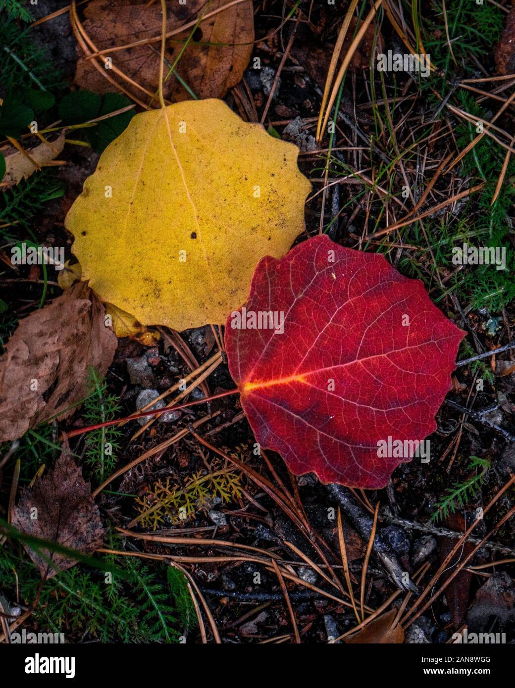 Colorful leafs in swedish forest Stock Photo