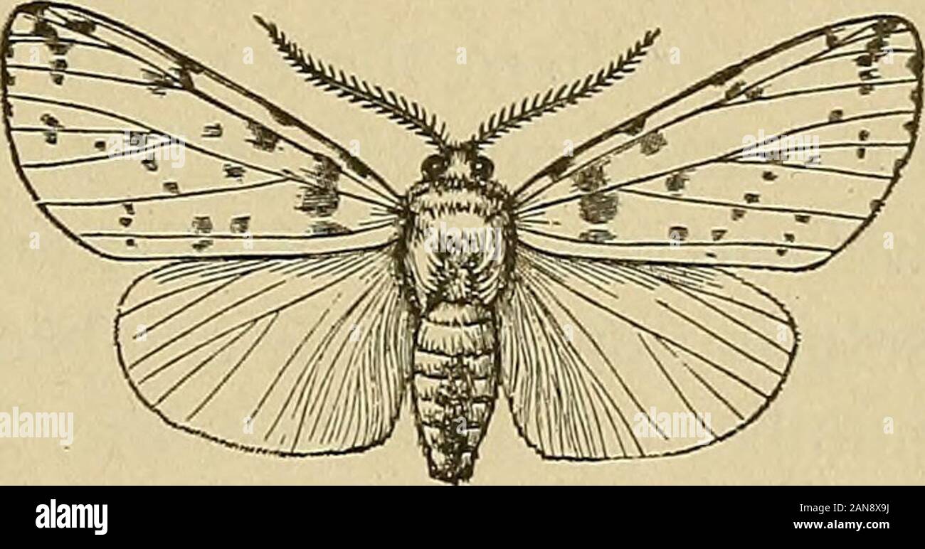 Annual report of the Maine Agricultural Experiment Station . Fig. 19. (After Riley). Fig. 20. (After Howard). The mature insect is a moth with a wing expanse of about1 -J inches. It varies much in coloration but the most commonform is white or slightly fulvous with white wings. The wingsmay be pure white or dotted with black and brown. In thespring the moths emerge from the cocoons in which they havepassed the winter and the female deposits eggs upon a leaf inMay or June. Each moth lays about 400 eggs from whichhatch minute caterpillars in 10 days or more according toweather conditions. These Stock Photo