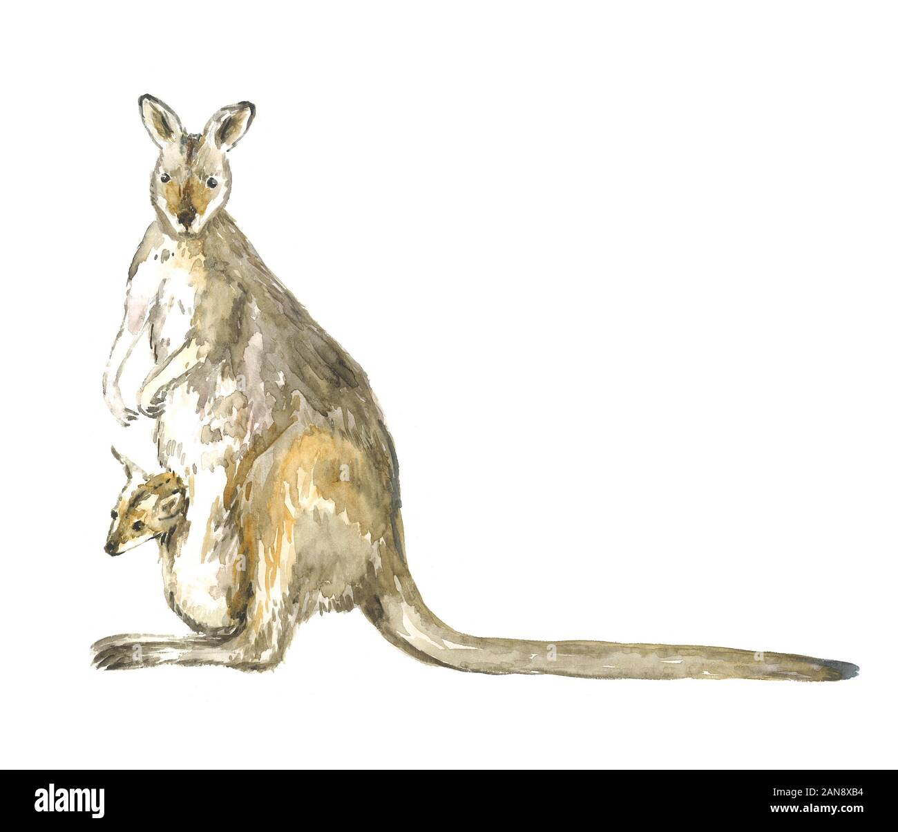 how to draw a kangaroo with a baby