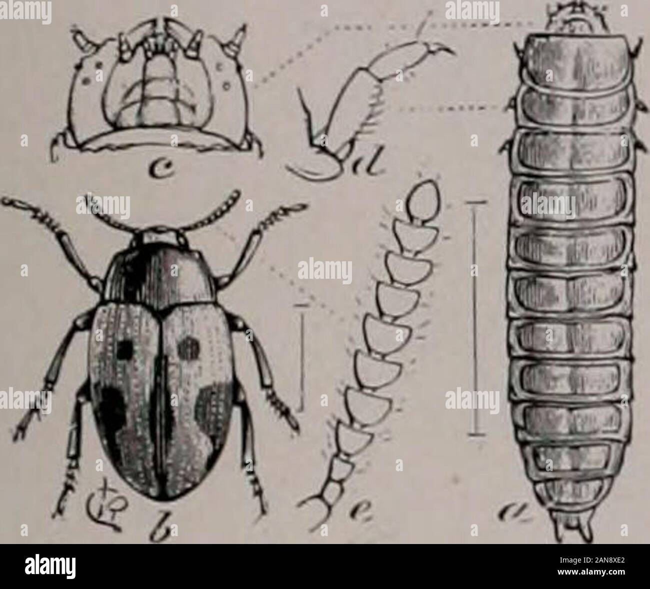 Bulletin . Plate XXIII Pig. 1. Dutperis mnculata: a, larva; 5. beetle ...