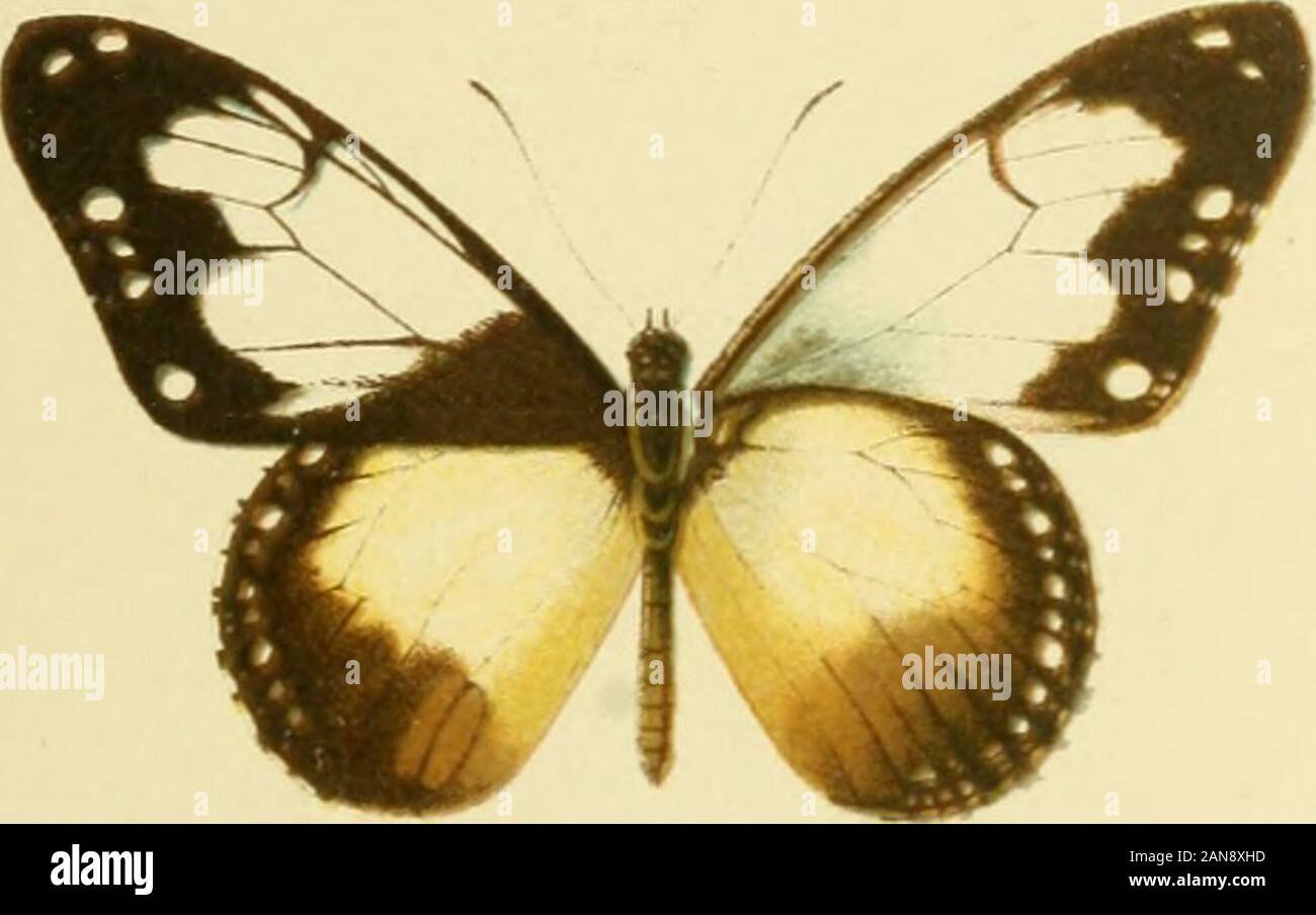 Die Gross-Schmetterlinge der Erde : eine systematische Bearbeitung der bis jetzt bekannten Gross-Schmetterlinge . tartarea bulbifera psyttalea. Stock Photo