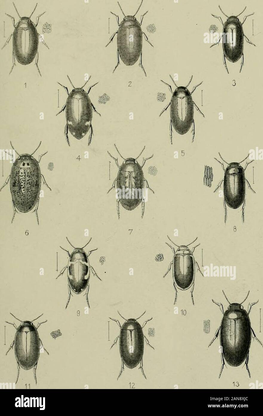 The Coleoptera of the British islandsA descriptive account of the families, genera, and species indigenous to Great Britain and Ireland, with notes as to localities, habitats, etc . 11 12 13 TME CftUaRiDBE SCIOlTIFIC INSTBUMENT COMPaNV L.R^EVE &C0 LONDON. TLATE XXVIII. Fjg. I. Agabiis uliginosus, L., male. ^ , „ female 3. , alfinis, Paylc. -i- , (liJytnu?, 01. 5. , , congener, Patjk. 6. , uebulosus, Forsl. 7. , conspeisus, Margk. 8. , stiiolatus, Gi/ll. P- , abbreviatus, F. 10. , nicticus, PaijJc. 11. , Sturmii, Gyll. 12. , tlialconotus, Panz. 13. , bipustulatiis, L. PLATE 28.. THE CAMBRIDSE S Stock Photo