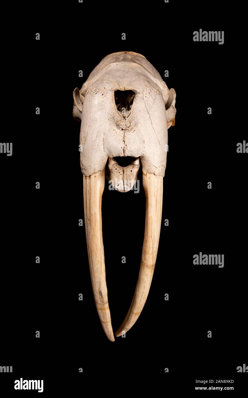 Skull of walrus (Odobenus rosmarus), Manitoba Museum, Winnipeg, Manitoba,  Canada Stock Photo - Alamy